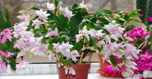 龙骨花几年开花？不同品种开花时间一样吗