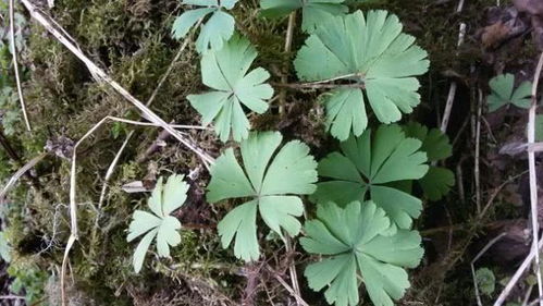 高原种草， 就像拼装机械表