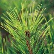 松树叶子的食用价值