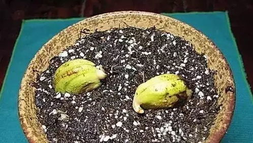 芒果核别扔！在家轻松种出芒果盆栽