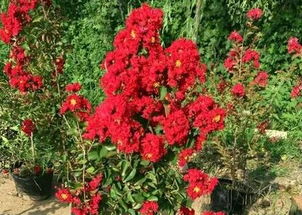 不同品种， 种子数量各异