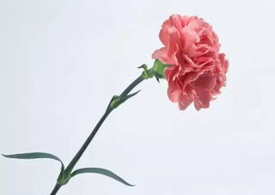 多头康乃馨如何留种？拆分一株为双