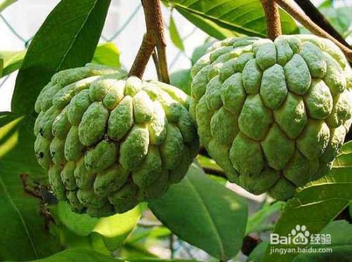 石榴：秋天的果实宝藏