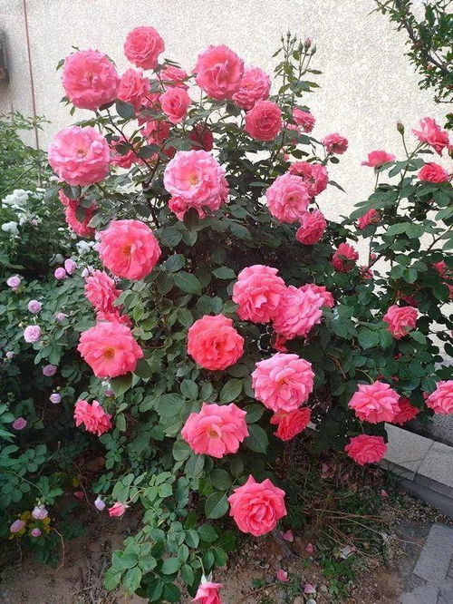 每天喷水之后红蜘蛛没法好好的产卵和进食