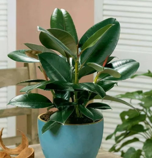 橡皮树扦插， 那点事儿