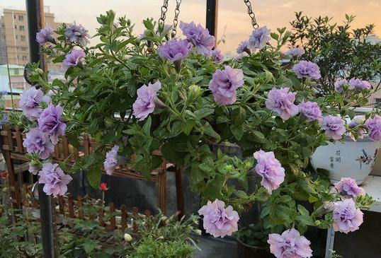 春天在温室里扦插， 散射光的地方蕞好