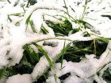 北方冬季种草， 那些冻不死的小家伙