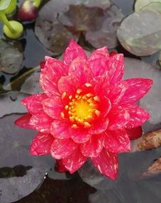 睡莲种植的泥土深度揭秘