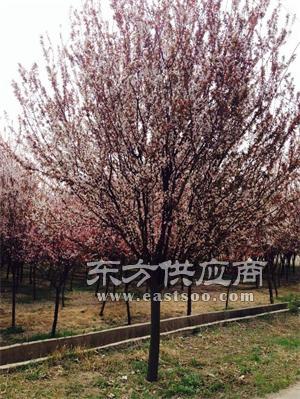 不同规格，价格有差异