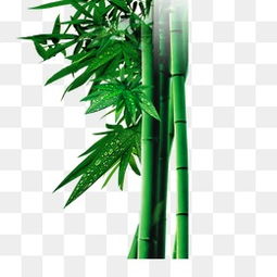 绿竹养护技巧，如何让绿竹爆盆