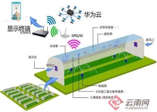 防范棚室氨气危害，科学管理是关键