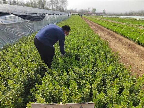 如何使用除草剂除草一边确保大叶黄杨不受影响，避免生长受损？