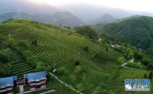 一叶归心茶叶价格一览：机关专属采购指南