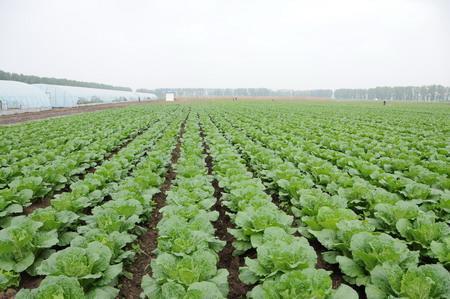 大白菜种植技巧与小白菜培育全攻略
