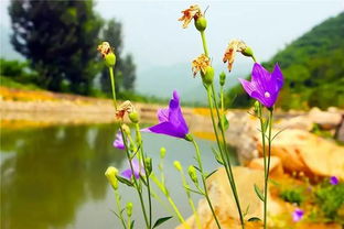 二、校园植物调查的小技巧