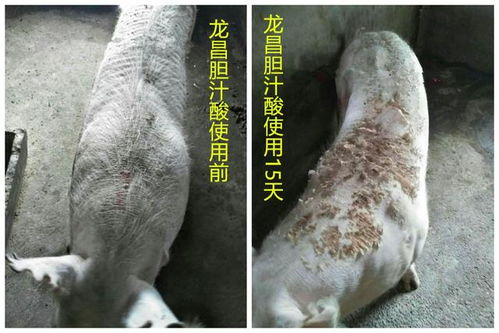 如何通过泪斑和毛孔渗血三步识别母猪病毒潜伏期？