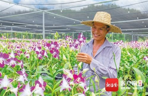 海南茶油基地：掌握种植温度的秘密，解锁顶级茶油！