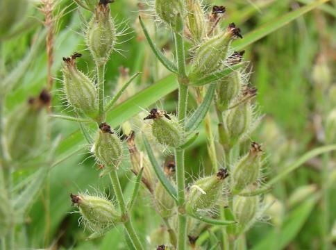 石竹科蝇子草：高颜值多功能农业新宠