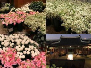 桔梗花的花语是永恒的爱，你知道它还有哪些寓意吗