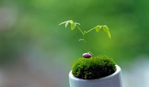以结香（传承千年的芬芳故事）中