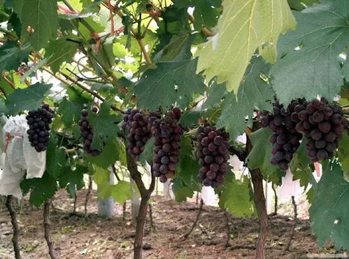 农药对环境的影响