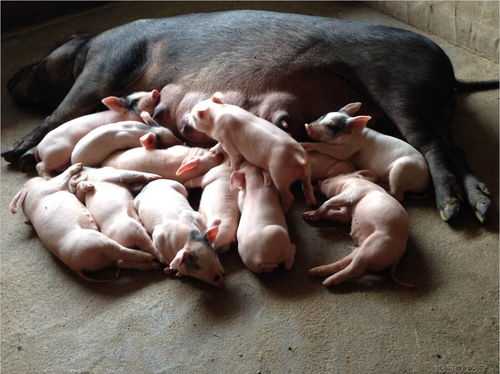 临高乳猪养殖，致富新选择