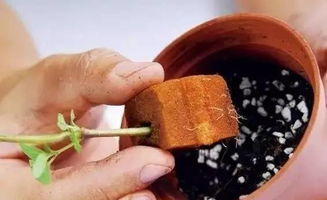 温水泡种， 不嫩硬邦邦