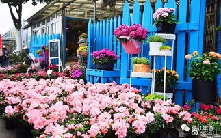 金牛区花卉市场：花海中的花艺天地