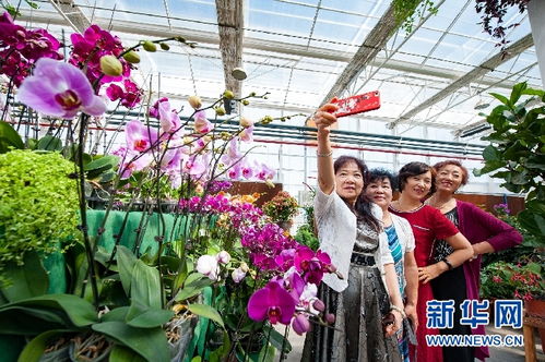 广东苗木展销会上的热闹景象
