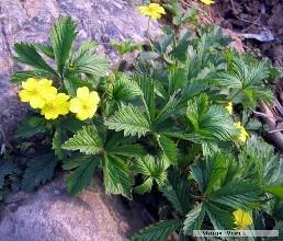 草种价格之谜：一斤多少钱？