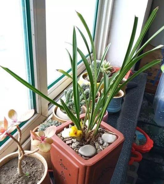 原因一：修剪不当