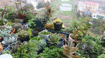 棕竹：耐阴、耐湿、喜散射光