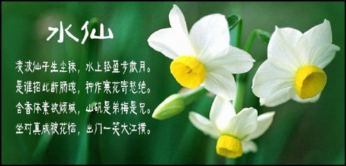 送水仙花，寓意纯洁美好