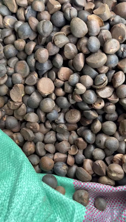 广西茶油籽价格一览：一斤多少钱？茶油粕最新行情