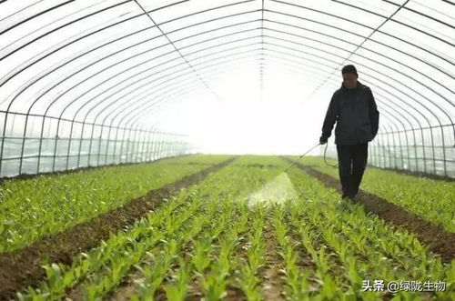 汝州大棚油麦菜种植效益显著，成为当地农民增收新亮点