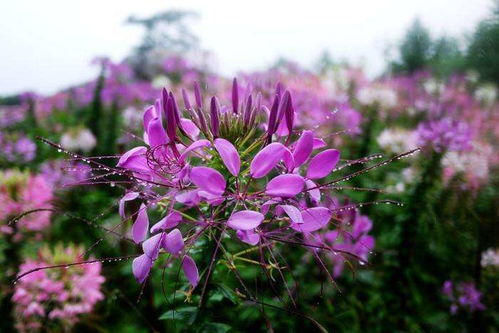 醉蝶花与浪漫的夏天