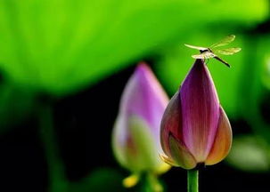 荷花：春季播种， 夏季盛开