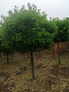 黄杨树苗的种植天堂