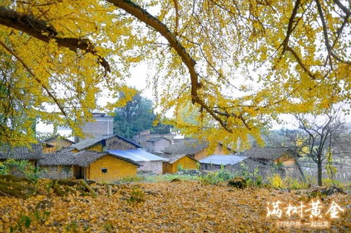 银杏树直径30厘米，市场价多少