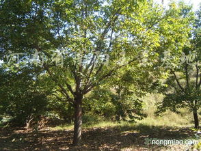 三、 其他苗木，种类繁多