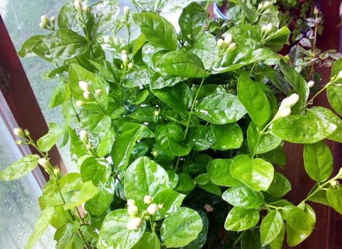 绿色花朵的种植环境探讨