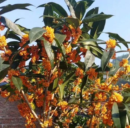 烂根的处理，你Zuo对了吗？