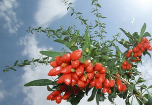 产地和生产过程的重要性