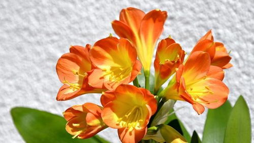 新手养花指南：值得入手的品种