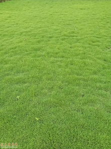 马尼拉草坪的价格范围