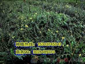 铁皮石斛种植基地哪家强？推荐几个靠谱的基地