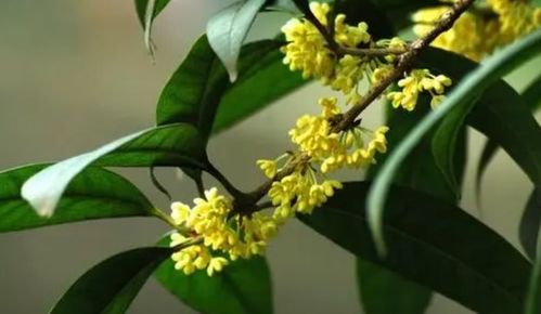 四季桂花什么时候剪枝最适合，以保证来年花开更盛
