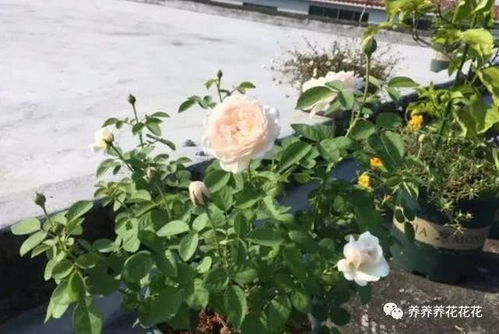 月季花扦插的烦恼与奇遇