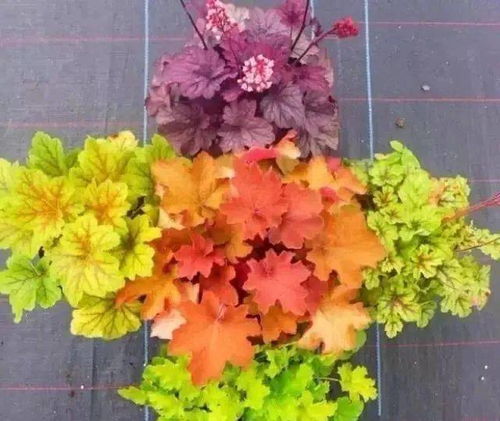 耐寒草本， 四季花园的秘密武器