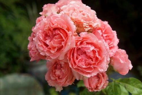 天堂系列：天堂的美丽， 人间共享